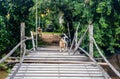 Street dogs guard a wobbly and simply constructed wooden bridge, which leads over a small stream of