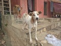 Street dogs of India