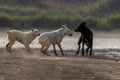 Street dogs are playing in the streets of Pakistan Royalty Free Stock Photo