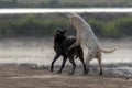 Street dogs are playing in the streets of Pakistan Royalty Free Stock Photo