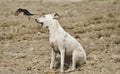 Street dog and black drongo fighting in the wildlife Royalty Free Stock Photo