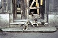 Street dogs, Sarajevo, Bosnia Herzegovina Royalty Free Stock Photo