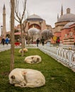 Street dogs sleeping on the lawn in front of Hagia Sophia mosque in Istanbul, Turkey Royalty Free Stock Photo