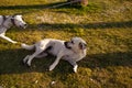 Street and domestic dogs playing on lawn polluted by seed shuck and cigarettes