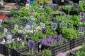 Street Fair. Sale of a variety of decorative flowers with roots