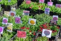 Street Fair. Sale of a variety of decorative flowers with roots