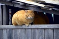 Street fat red cat lying on the fence Royalty Free Stock Photo