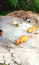 Street feeding stray cats, orange, calico