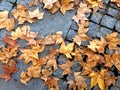 Street floor full of tree leaves in autumn