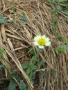 Flowers blooming by the roadside Royalty Free Stock Photo