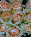 Street flower market. Bunches of bouquets of roses fgently pinkor sale Royalty Free Stock Photo