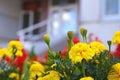 Street flowers on the flower bed in front of the office building, yellow Royalty Free Stock Photo