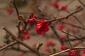 Street flowers in Montevideo Uruguay Royalty Free Stock Photo