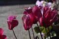 Street flowers pink magenta Royalty Free Stock Photo