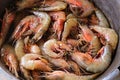 street food concept. view of seven very fresh spot prawns. royal red shrimp Royalty Free Stock Photo