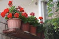 Street full of colorful flowers . Typical outdoor street exterior in summer .