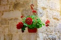 Street geraniums hang in the flowerpot on the corner of the street house