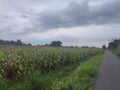 street, grass, and corn fields and clouds