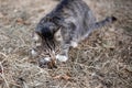 Street gray tabby cat has caught a sparrow and is eating it. Wild animals