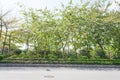 street and green trees of Zhujiang park in spring
