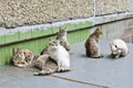 Street homeless cats are gathered by the company and are engaged in their cat affairs.