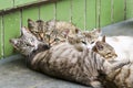 Street homeless cats sleep hudling together.