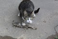 Street hungry cat and stolen fish for food Royalty Free Stock Photo