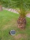 Street illumination lamp in the ground. Lantern in the ground. Palm lighting Royalty Free Stock Photo