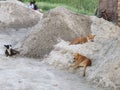 Street Dogs resting upon Sand