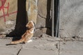 Street kitten closeup