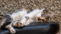 Street kitten fast asleep on the seat of a moped