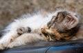 Street kitten fast asleep on the seat of a moped