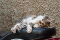 Street kitten fast asleep on the seat of a moped