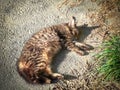 Street kitten lies on the ground and basks in the sun