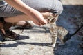 Street Kittens in Croatia