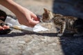 Street Kittens in Croatia