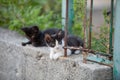 Street Kittens in Croatia