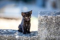 Street Kittens in Croatia