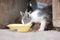 Street kittens drink water from a plastic bow