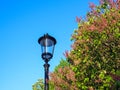 Street lamp against a background of blossoming tree and blue sky Royalty Free Stock Photo