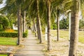Street lamp and coconut tree and walkway at garden park near the beach at evening with sunshine Royalty Free Stock Photo