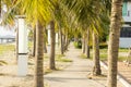 Street lamp and coconut tree and walkway at garden park near the beach at evening with sunshine Royalty Free Stock Photo