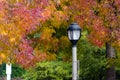 Street lamp between elms during fall season in Redmond