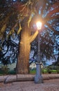 Street lamp lit at dusk next to a leafy tree in a park in Salamanca, Royalty Free Stock Photo