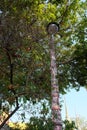 Street lamp located among the dense branches of a tropical tree