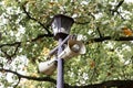 Street lamp with loudspeakers installed on it Royalty Free Stock Photo