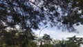 street lamp in the middle of shady trees in the early morning