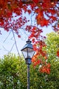 A street lamp is nestled among red and orange oak leaves in an autumn sky.