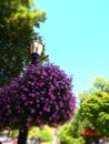 Street Lamp Post With Large Hanging Baskets Of Purple Flowers