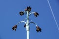 Street lamp Shaped flowers Royalty Free Stock Photo